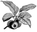 apple-branch