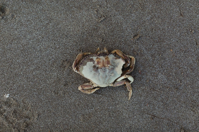 family photographer Portland OR