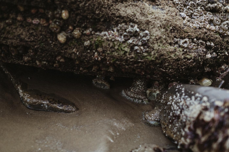 family photographer Portland OR