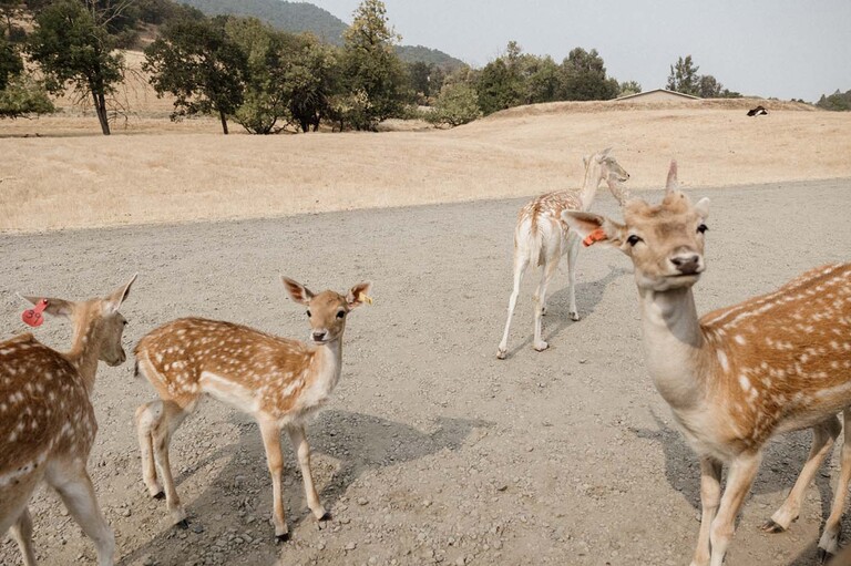 wildlife safari oregon